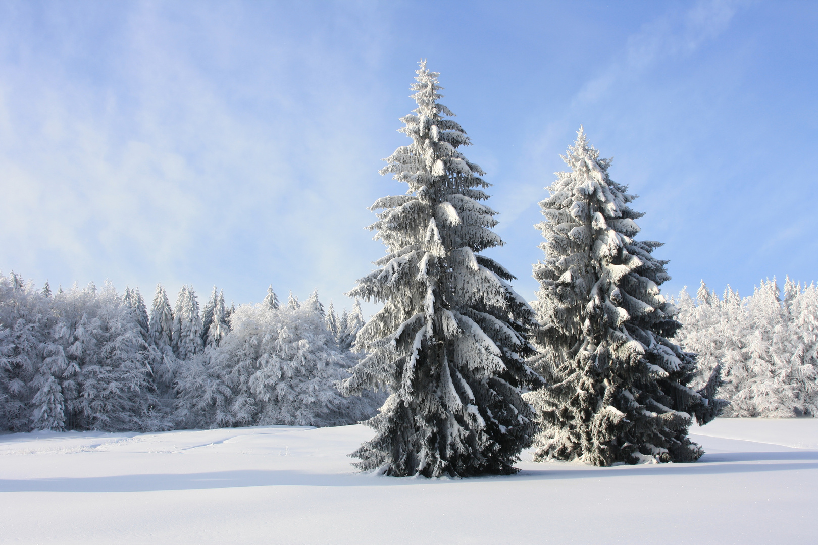 Winterwald am Rennsteig