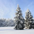 Winterwald am Rennsteig