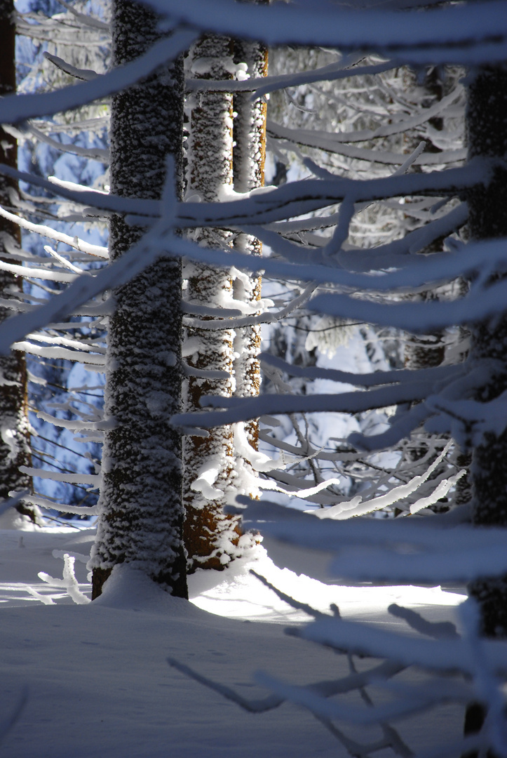 Winterwald am Rennsteig3