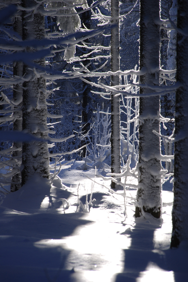 Winterwald am Rennsteig4