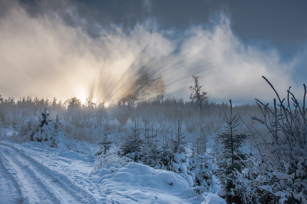 Winterwald am späten Nachmittag