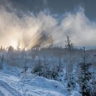 Winterwald am späten Nachmittag