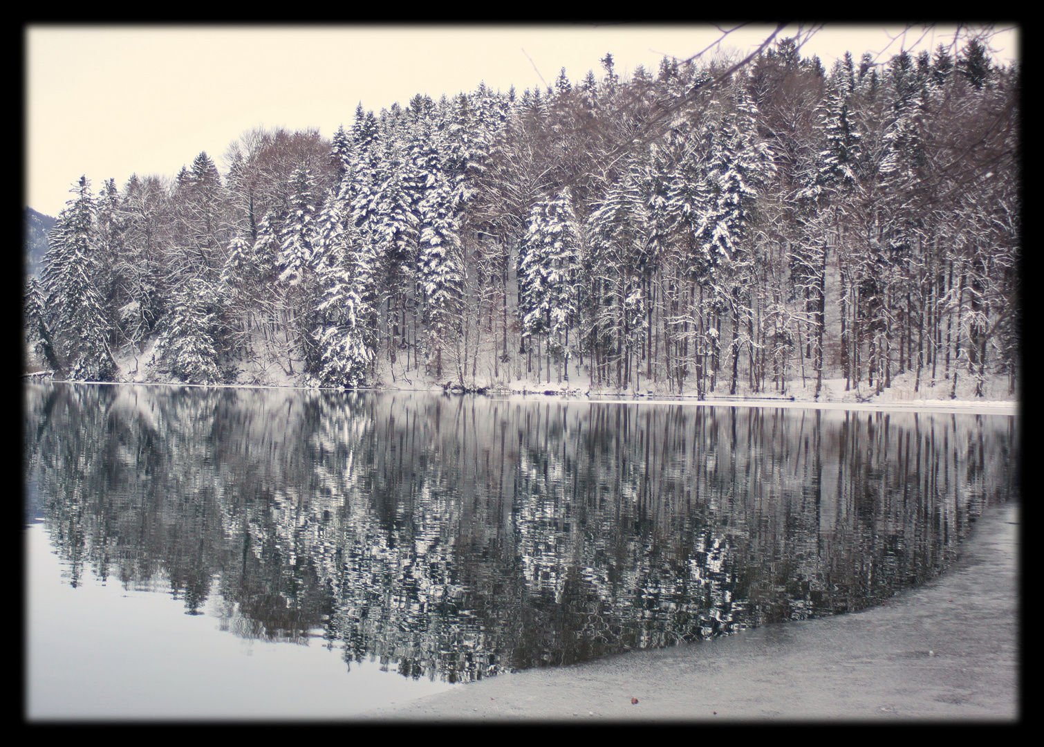 Winterwald am Türlersee