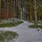 Winterwald am Vogtlandsee