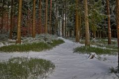 Winterwald am Vogtlandsee