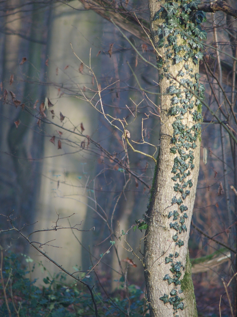 Winterwald an den Kuhlen