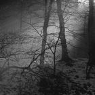 ......"Winterwald "....analog aus dem Archiv...