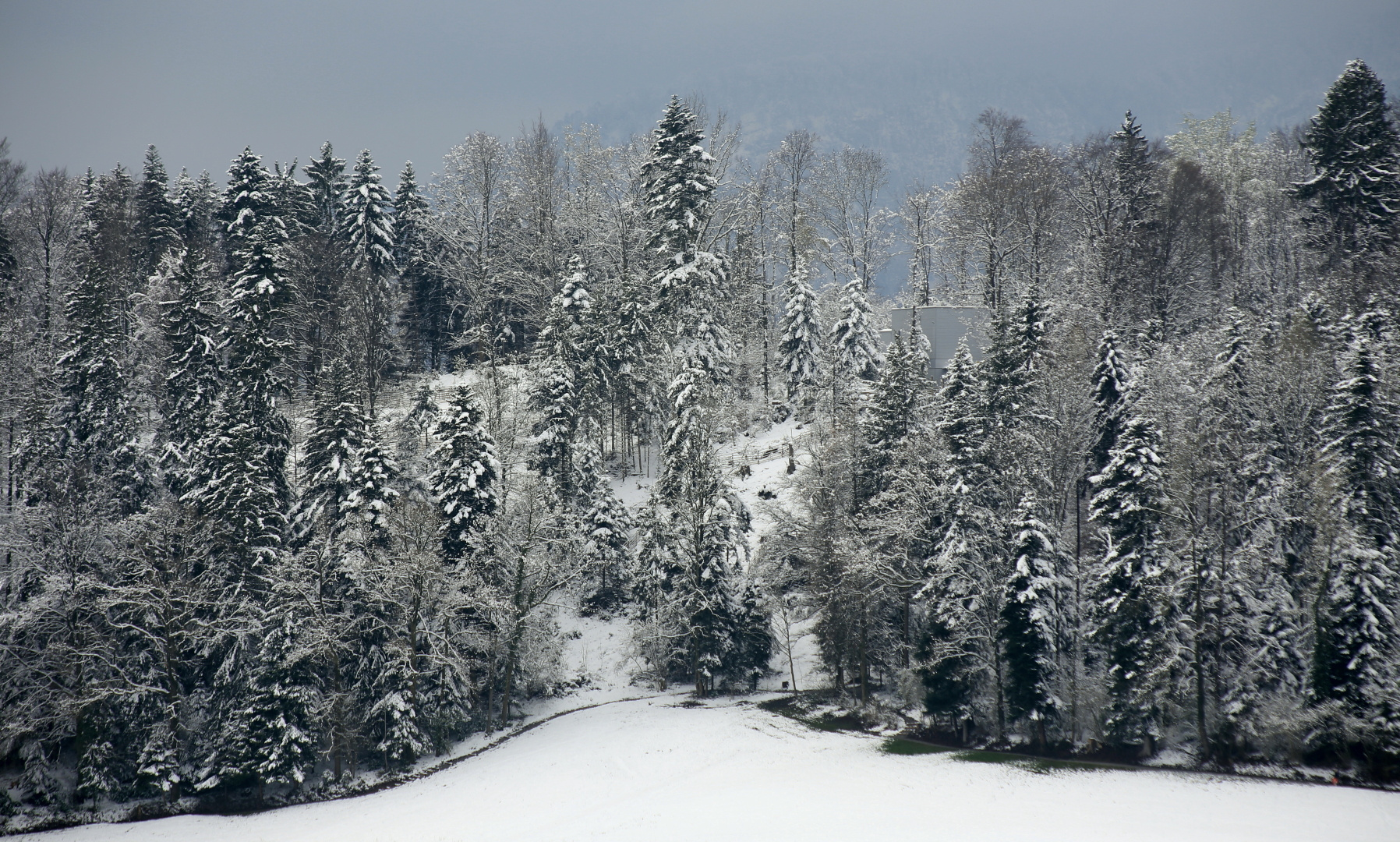 Winterwald anfangs April