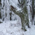 Winterwald auf dem Großen Inselsberg