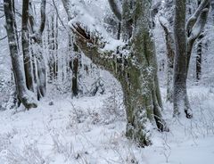 Winterwald auf dem Großen Inselsberg