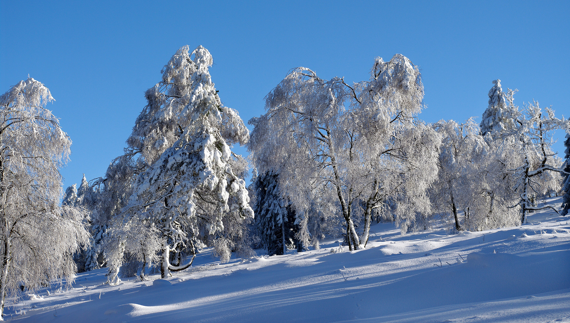 Winterwald auf dem Kahlen Asten in der Hochheide