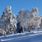 Winterwald auf dem Kahlen Asten in der Hochheide