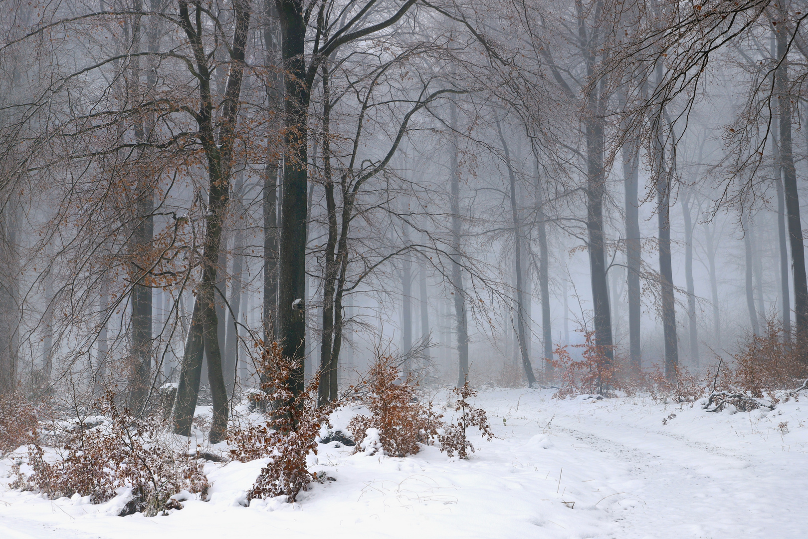 Winterwald auf dem Lattenberg