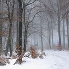 Winterwald auf dem Lattenberg