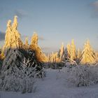 Winterwald auf dem Schneeberg