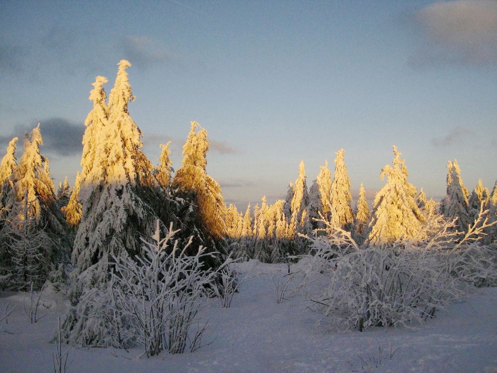 Winterwald auf dem Schneeberg