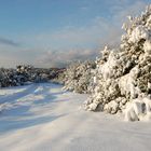 Winterwald auf der Insel Hiddensee