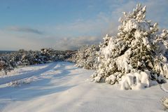 Winterwald auf der Insel Hiddensee