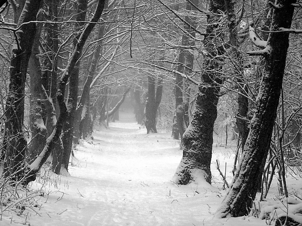 Winterwald auf Sylt