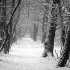 Winterwald auf Sylt