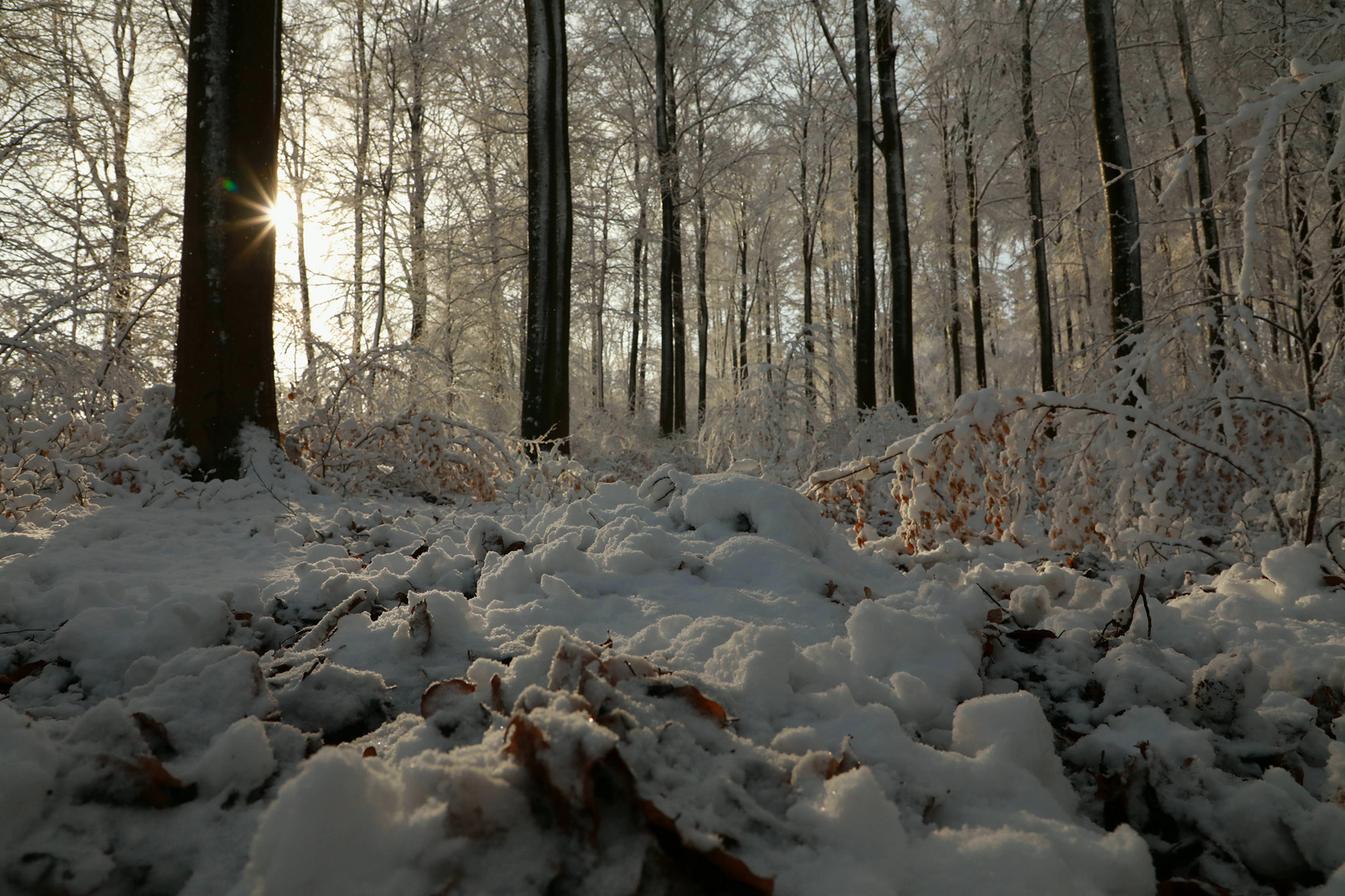 Winterwald aus der Wildsau-Perspektive