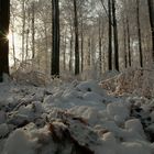Winterwald aus der Wildsau-Perspektive