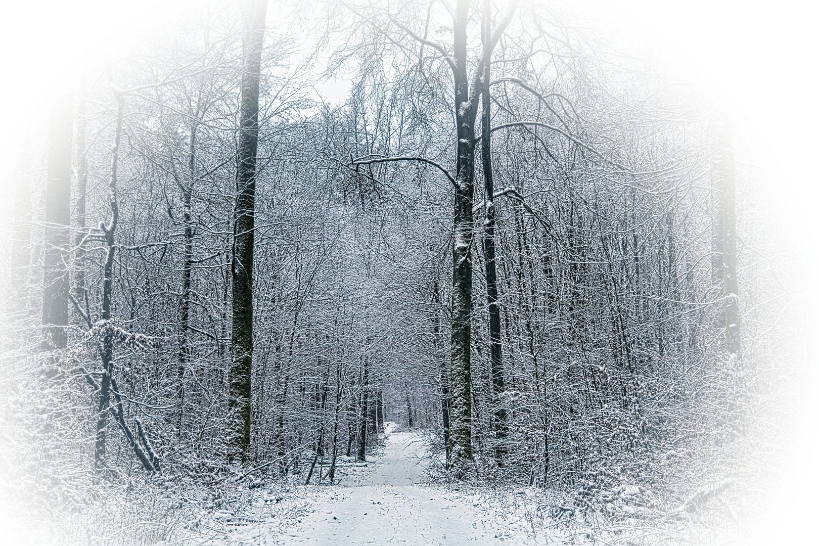 Winterwald