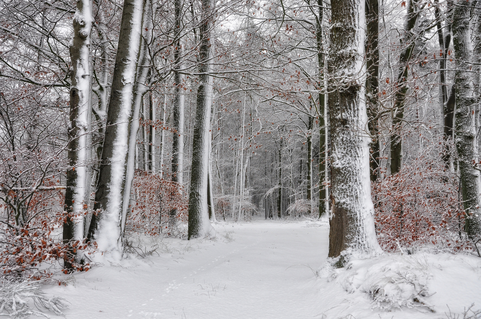 Winterwald