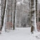 Winterwald