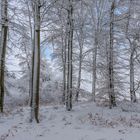 *Winterwald*