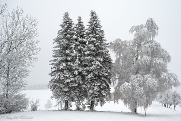Winterwald ...