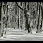 Winterwald