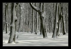 Winterwald