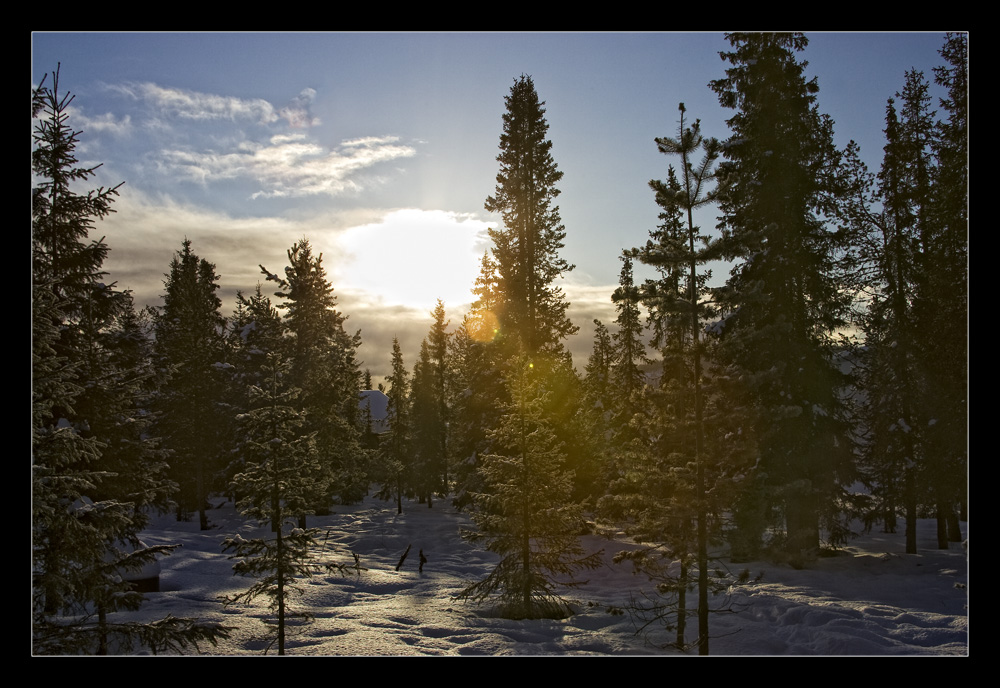 Winterwald