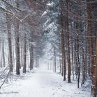 Winterwald