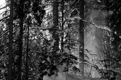 Winterwald......