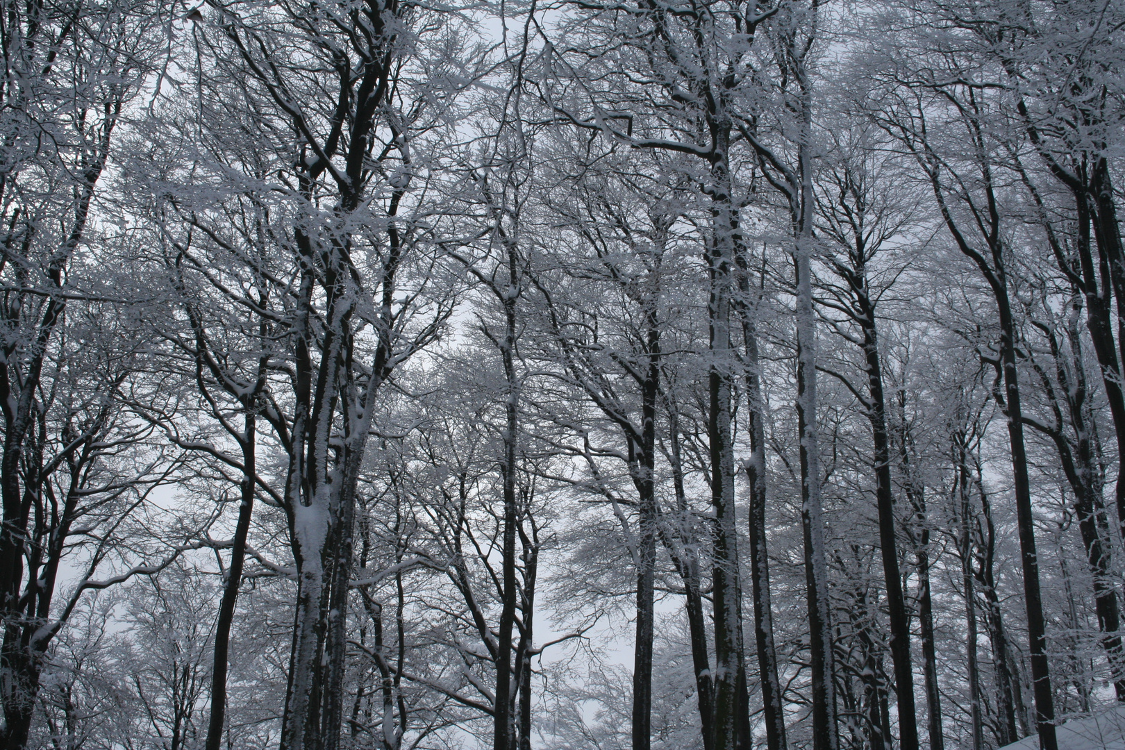 Winterwald