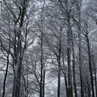 Winterwald