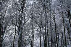 Winterwald