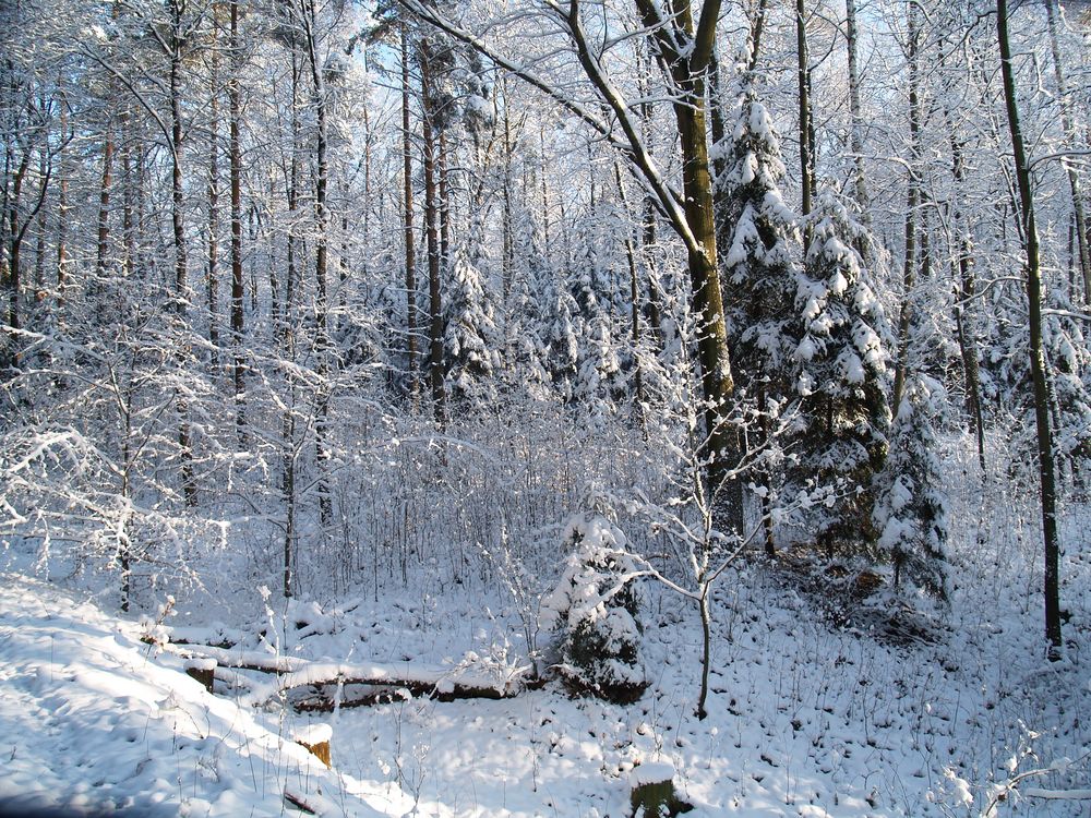 winterwald