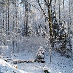 winterwald