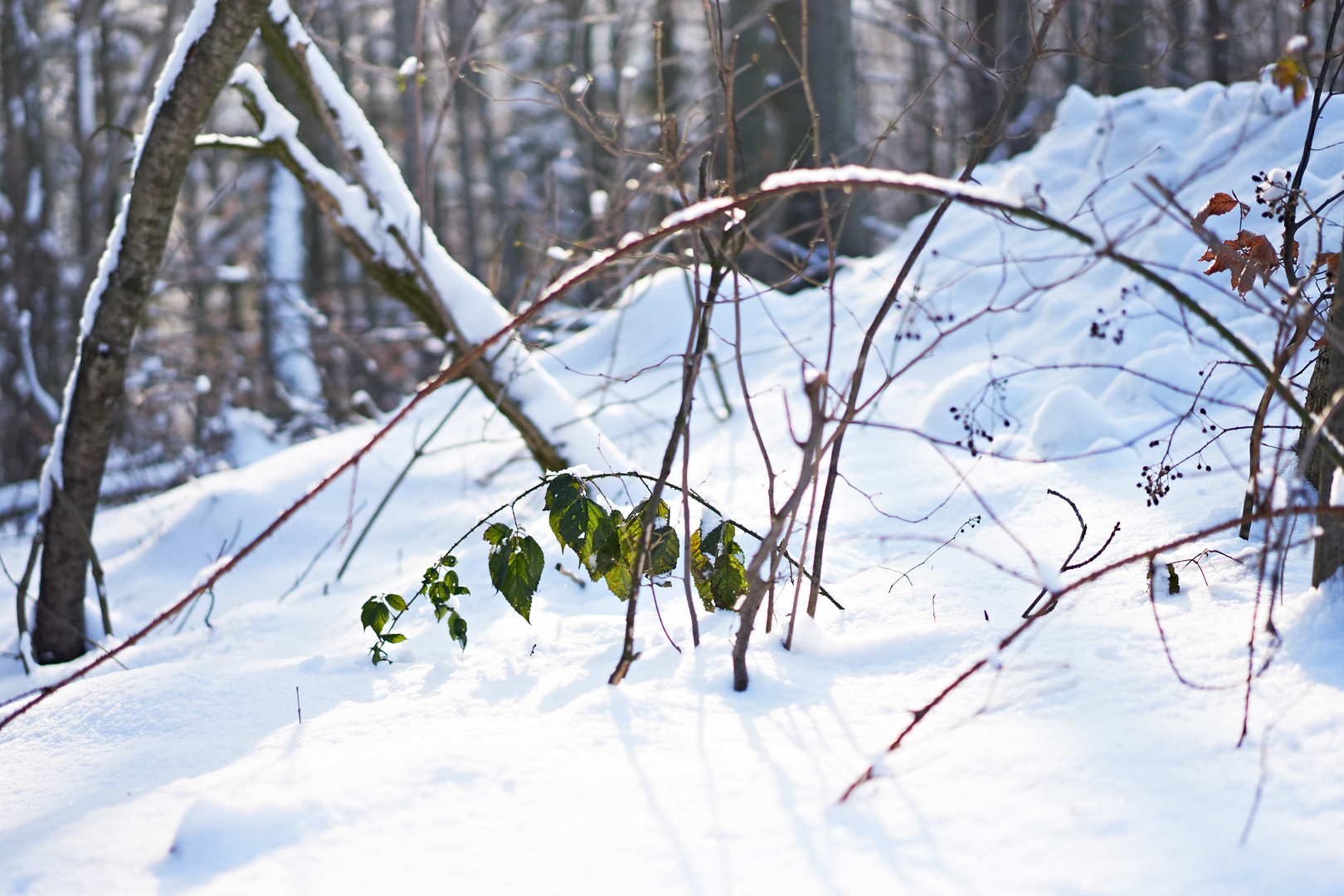 Winterwald