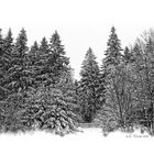 WINTERWALD