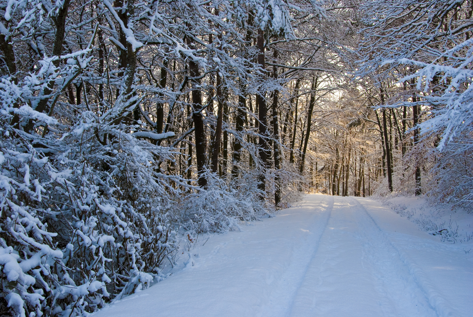 Winterwald