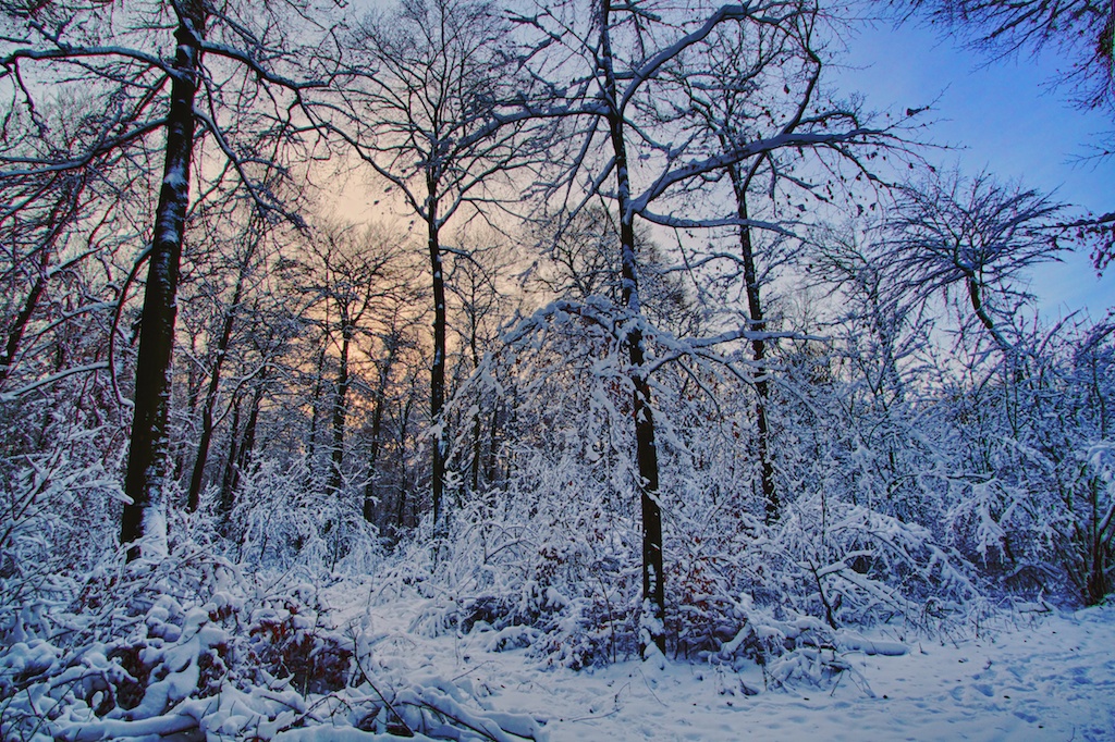 winterwald