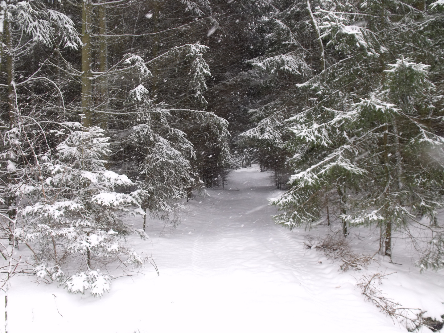 Winterwald