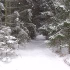 Winterwald