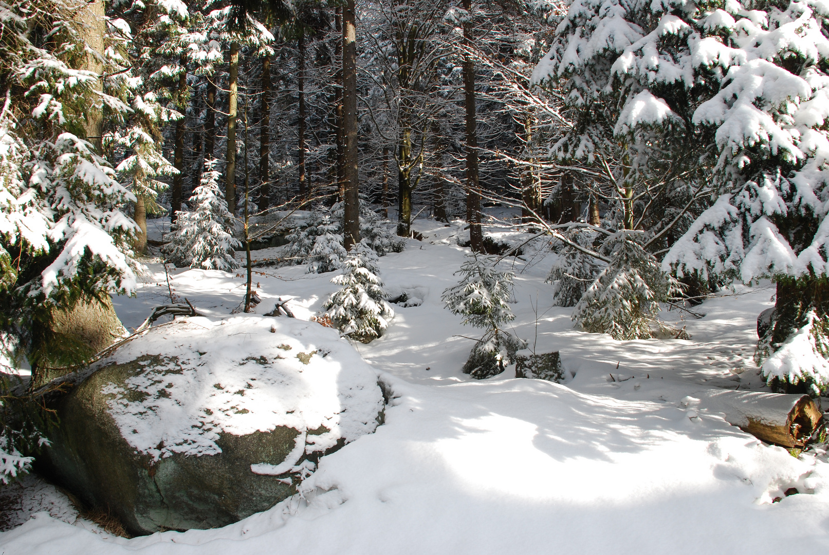 Winterwald