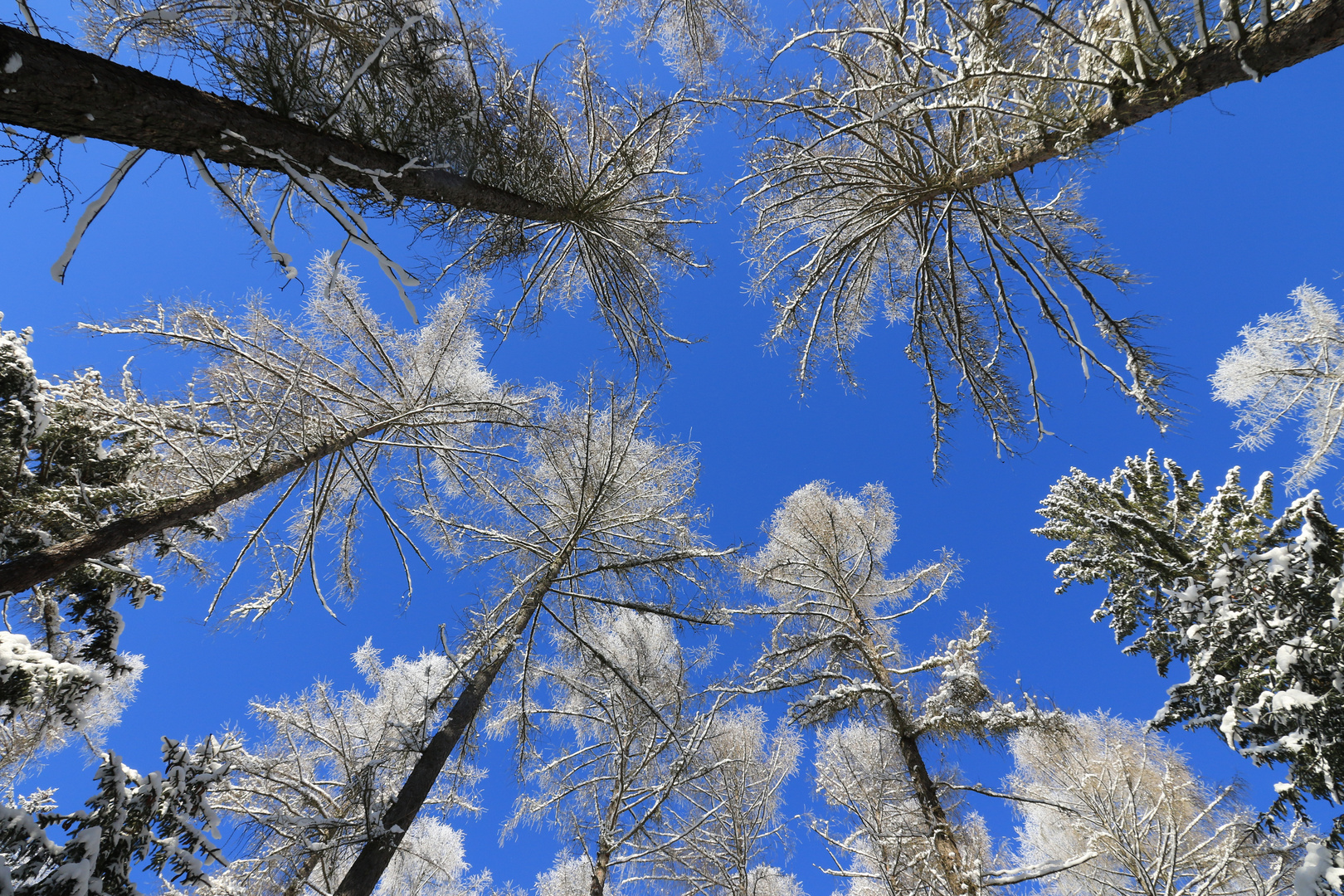 Winterwald