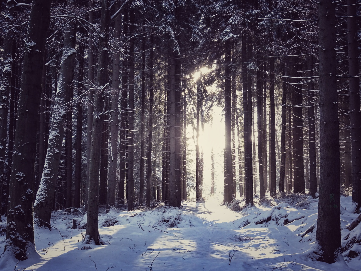 Winterwald